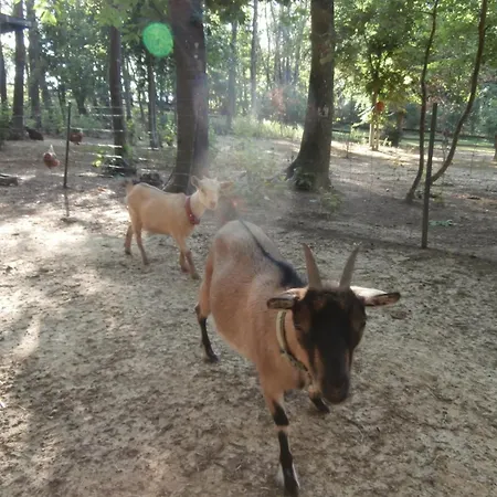 Les De Fontfroide Campsite Saint-Antoine (Isere)